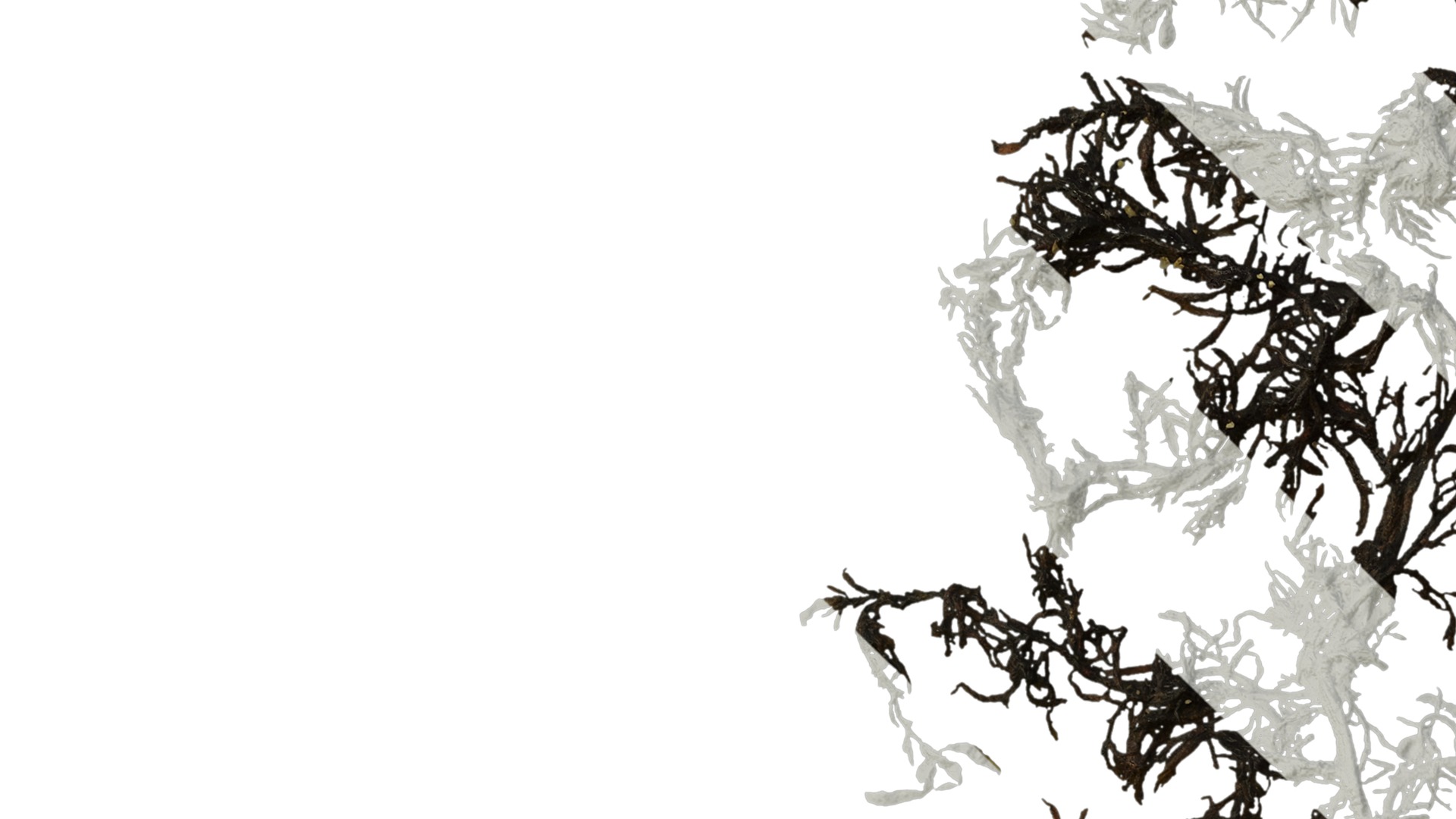 Anydrafts Sargassum pallidum Atlas 01 Texture_3