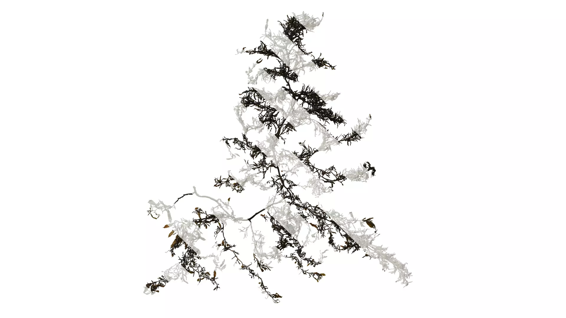 Anydrafts Sargassum pallidum Atlas 01 Texture_0