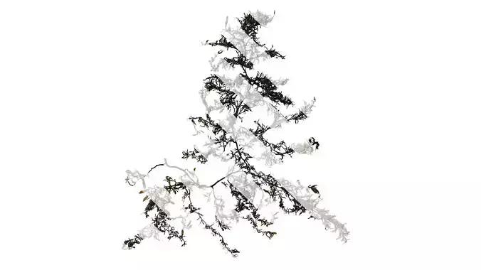 Anydrafts Sargassum pallidum Atlas 01