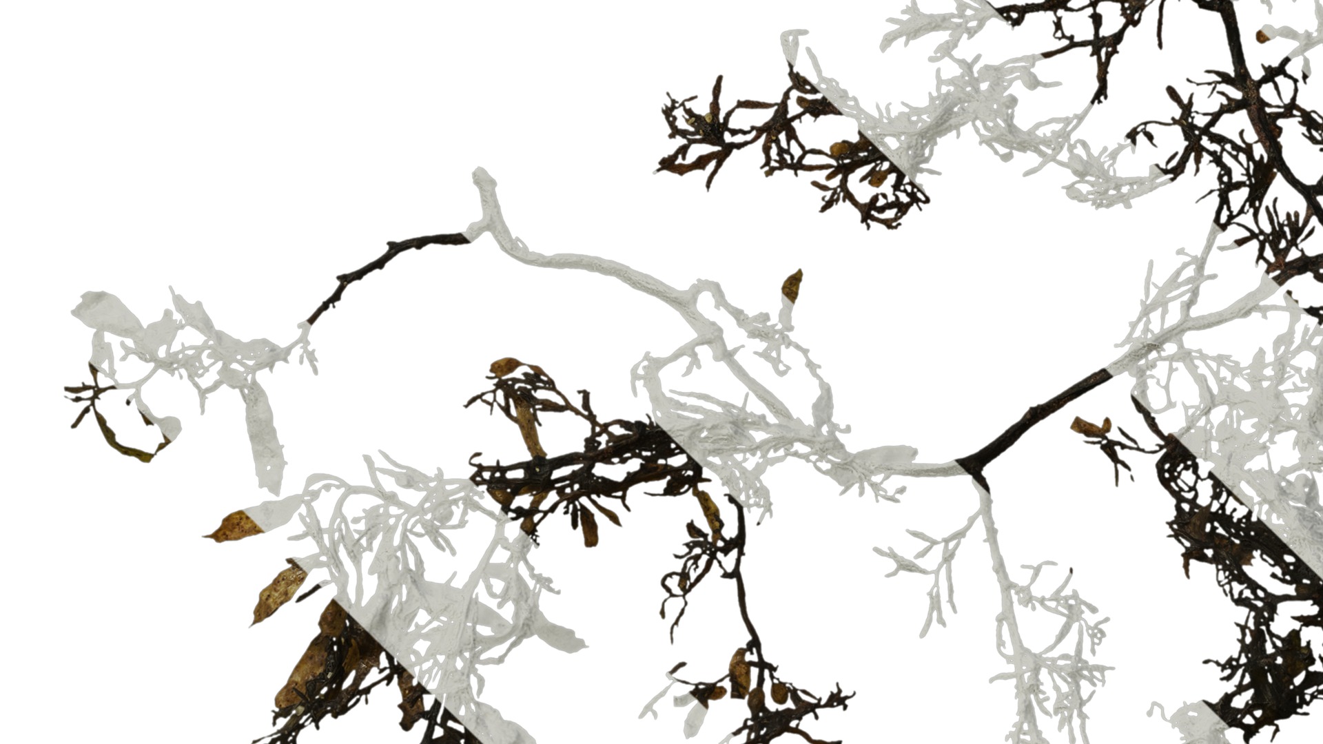 Anydrafts Sargassum pallidum Atlas 01 Texture_5