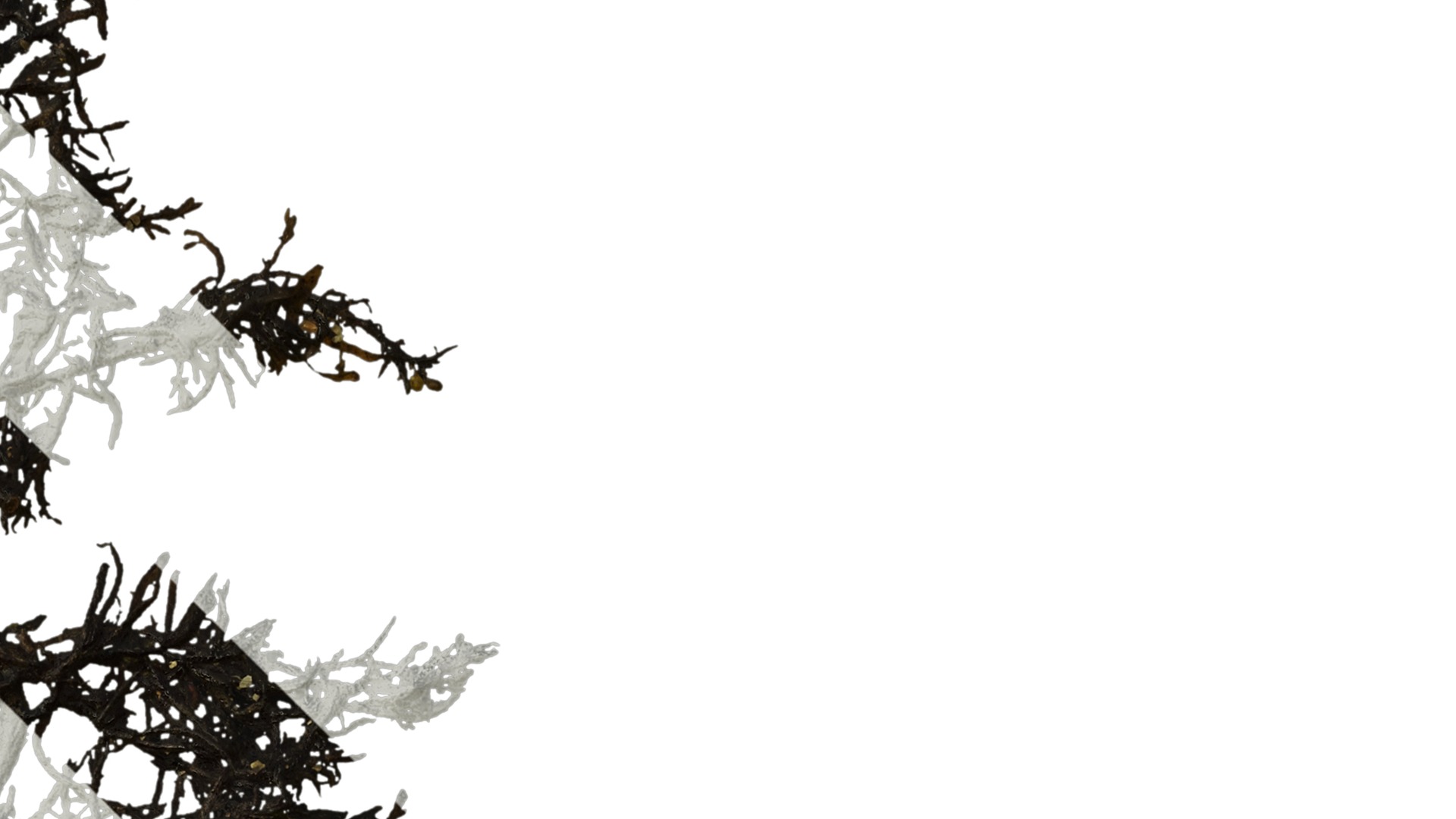 Anydrafts Sargassum pallidum Atlas 01 Texture_2