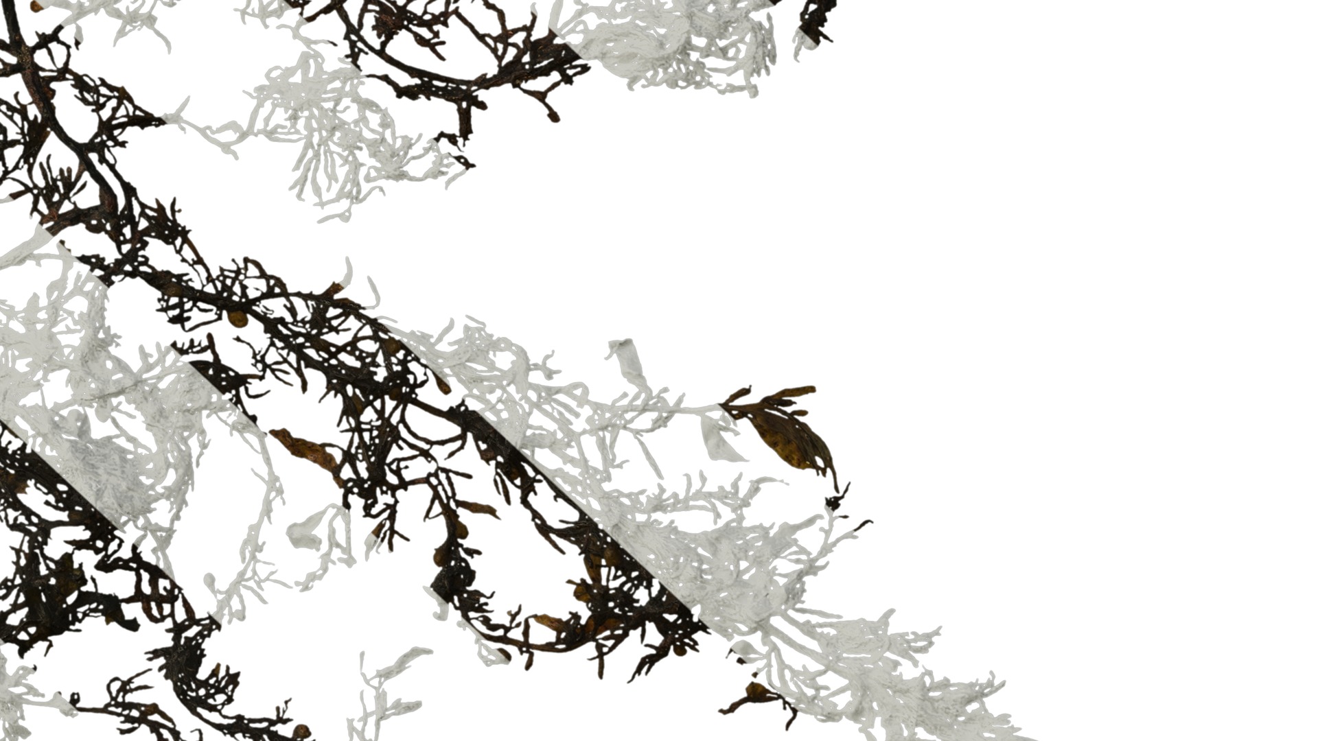 Anydrafts Sargassum pallidum Atlas 01 Texture_6