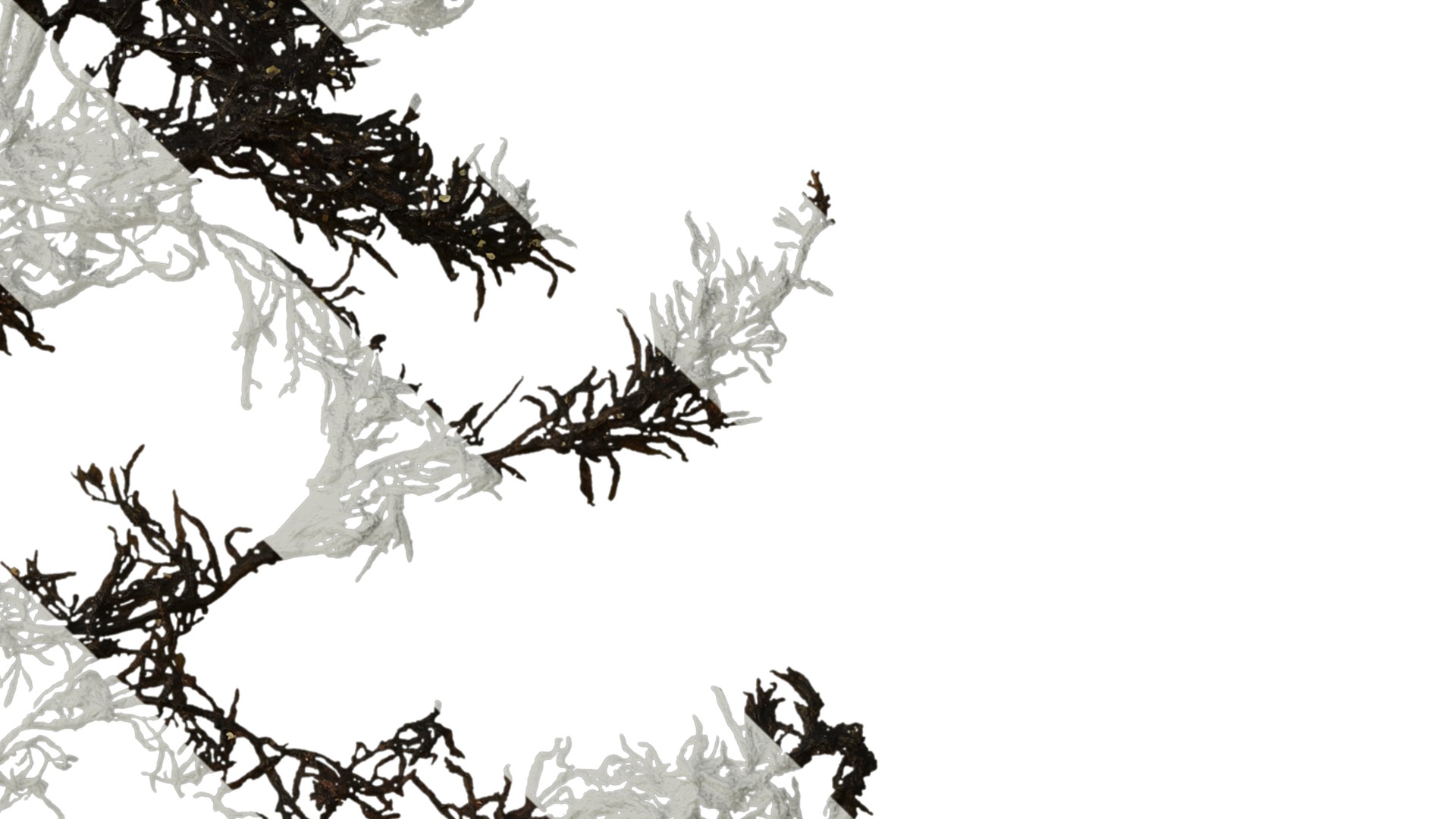 Anydrafts Sargassum pallidum Atlas 01 Texture_4
