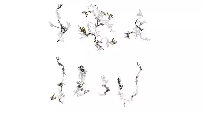 Anydrafts Sargassum pallidum Atlas 02