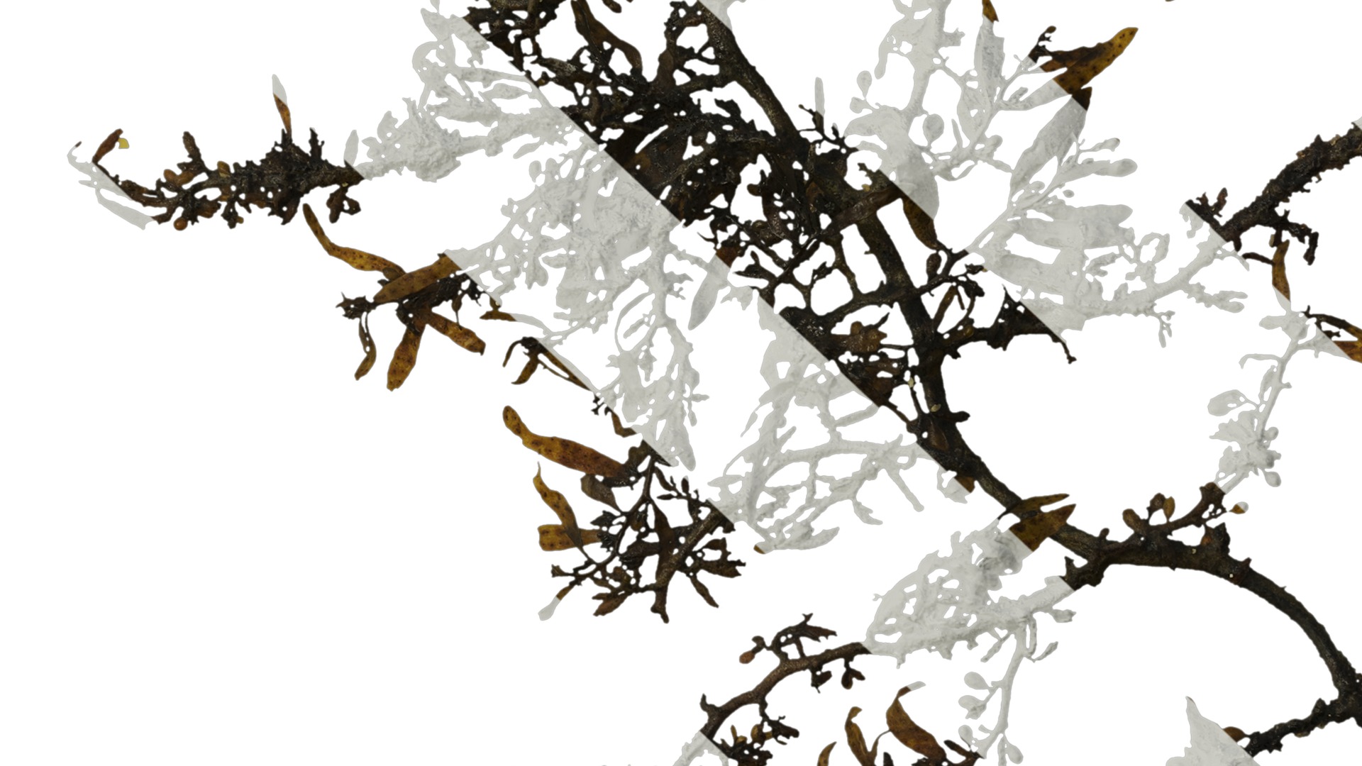 Anydrafts Sargassum pallidum Atlas 03 Texture_7