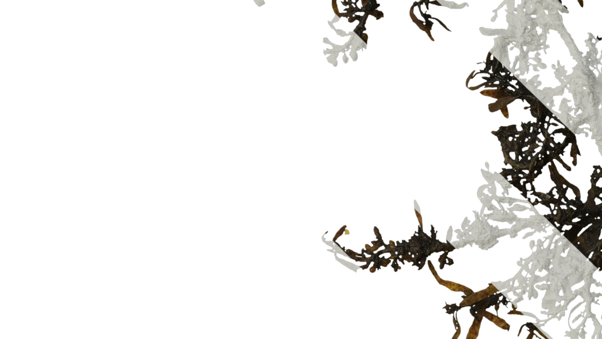 Anydrafts Sargassum pallidum Atlas 03 Texture_3