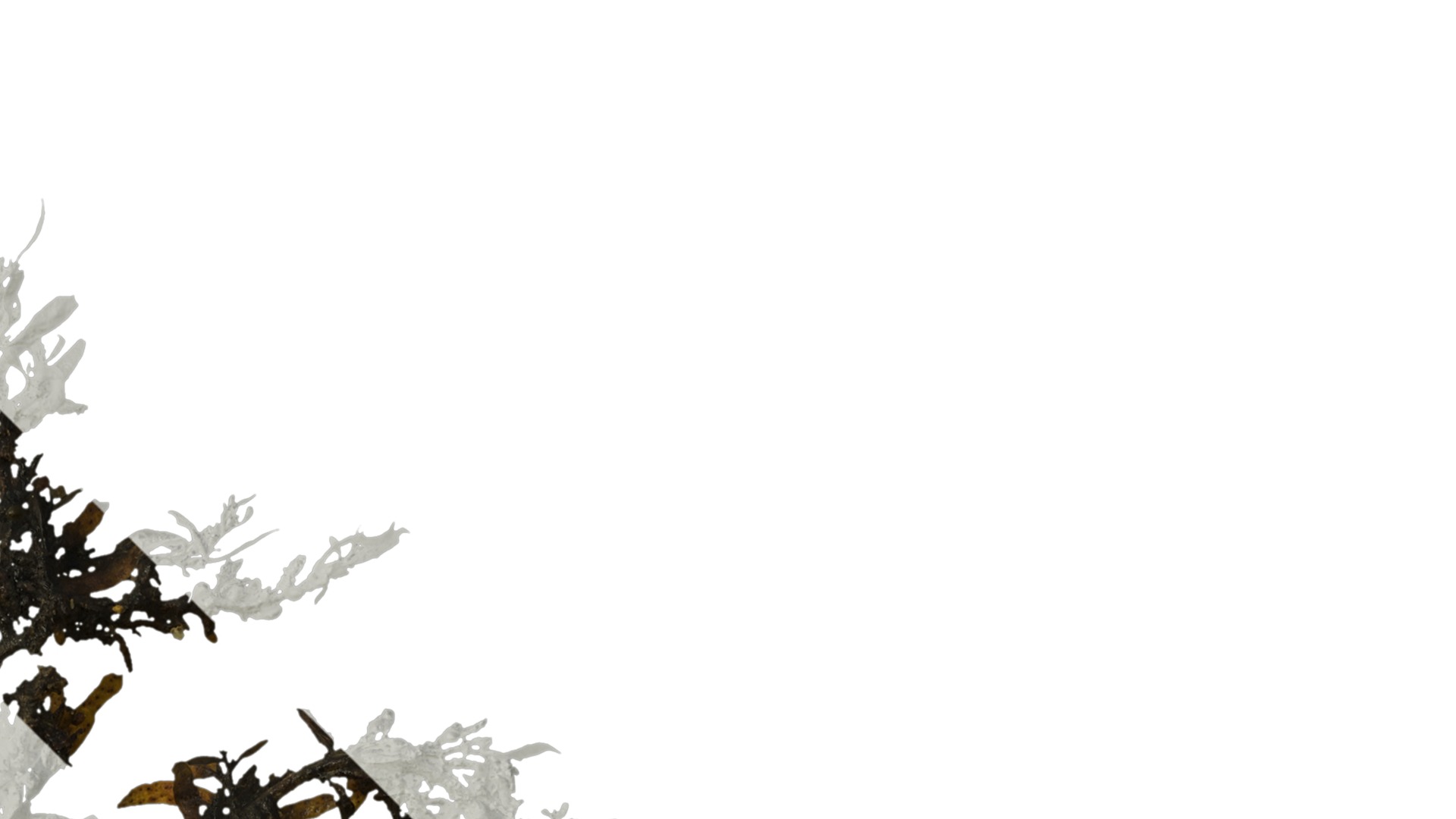 Anydrafts Sargassum pallidum Atlas 03 Texture_2