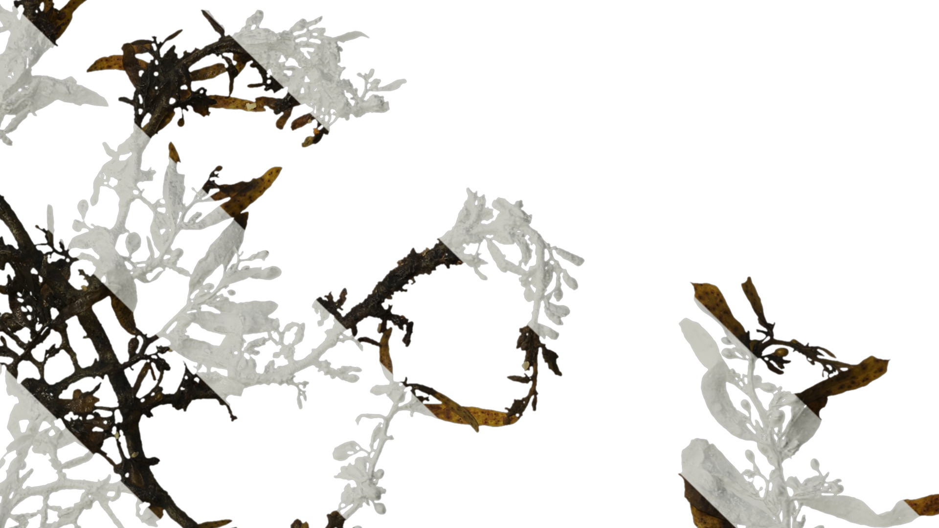 Anydrafts Sargassum pallidum Atlas 03 Texture_4