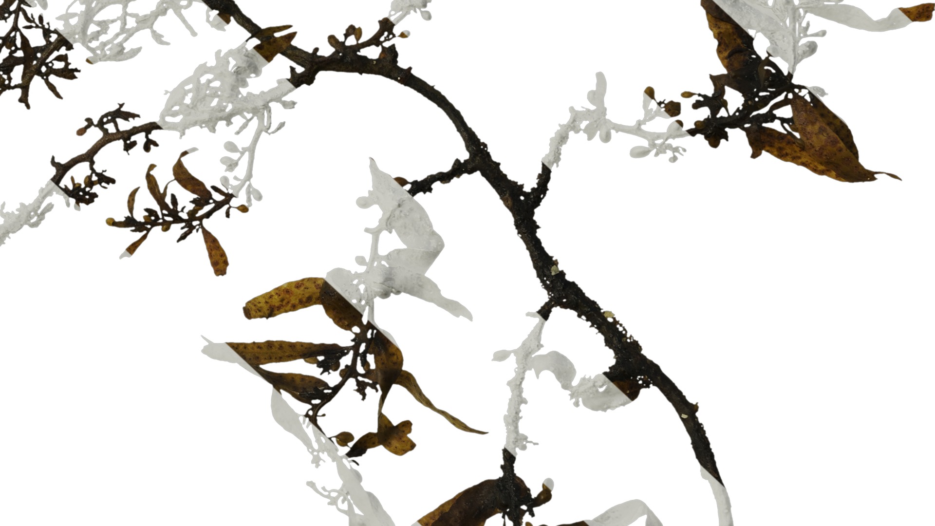 Anydrafts Sargassum pallidum Atlas 03 Texture_6