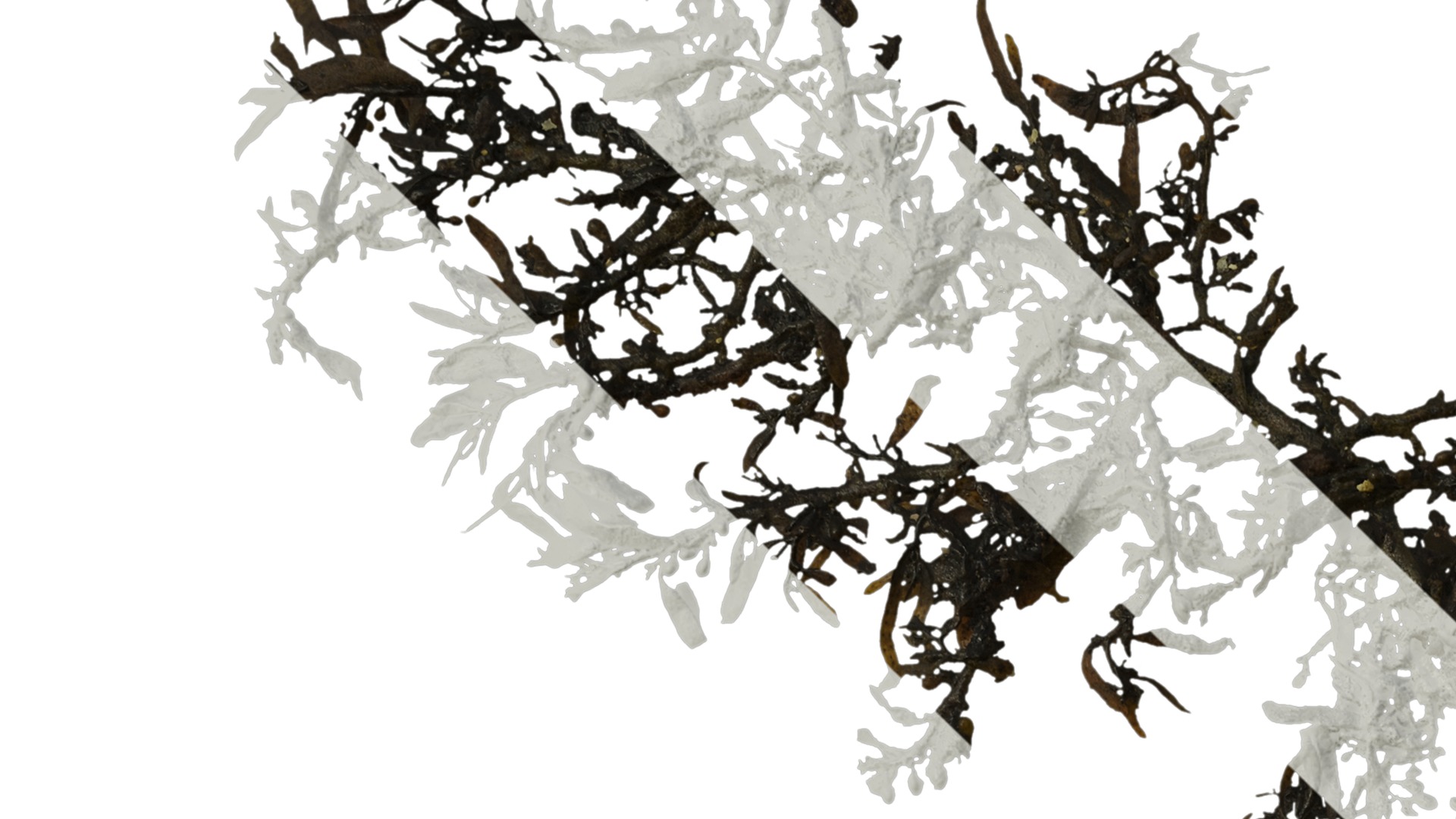 Anydrafts Sargassum pallidum Atlas 03 Texture_1