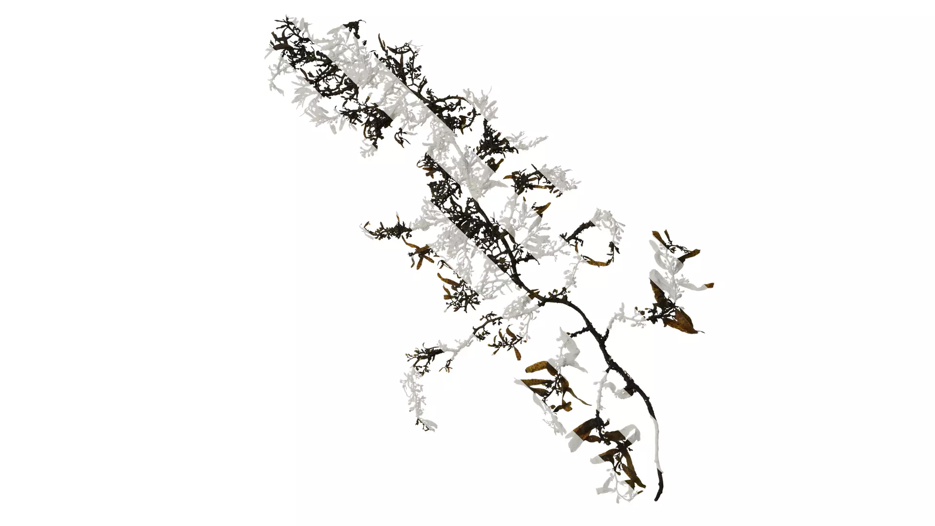 Anydrafts Sargassum pallidum Atlas 03 Texture_0