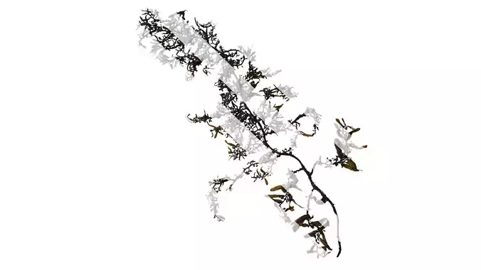 Anydrafts Sargassum pallidum Atlas 03