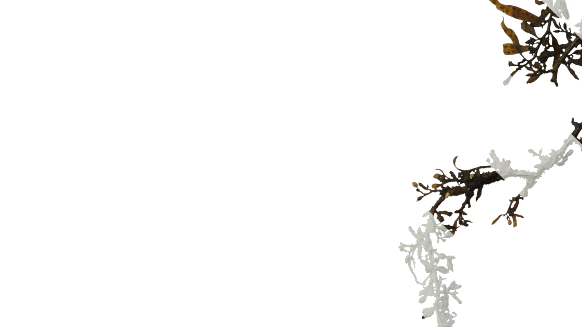 Anydrafts Sargassum pallidum Atlas 03 Texture_5