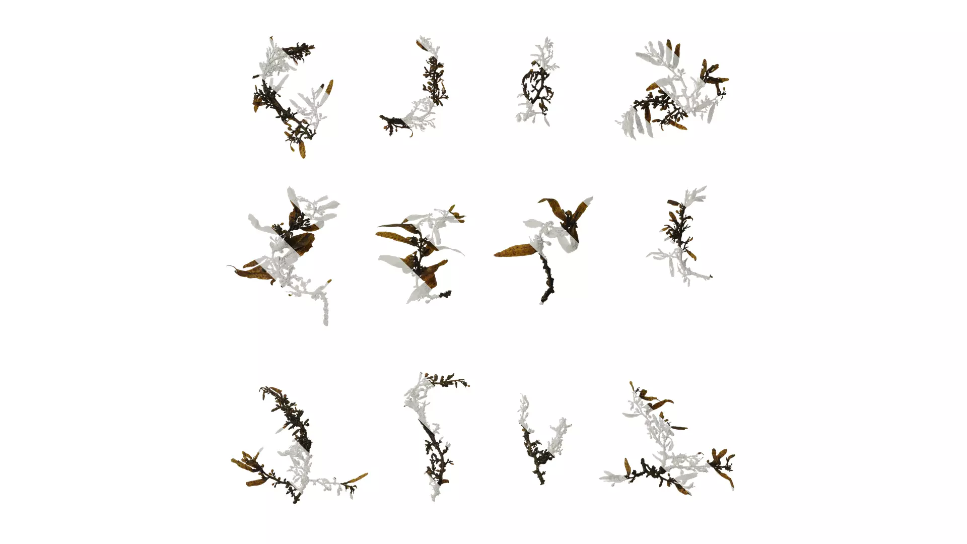 Anydrafts Sargassum pallidum Atlas 04 Texture_0