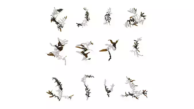 Anydrafts Sargassum pallidum Atlas 04