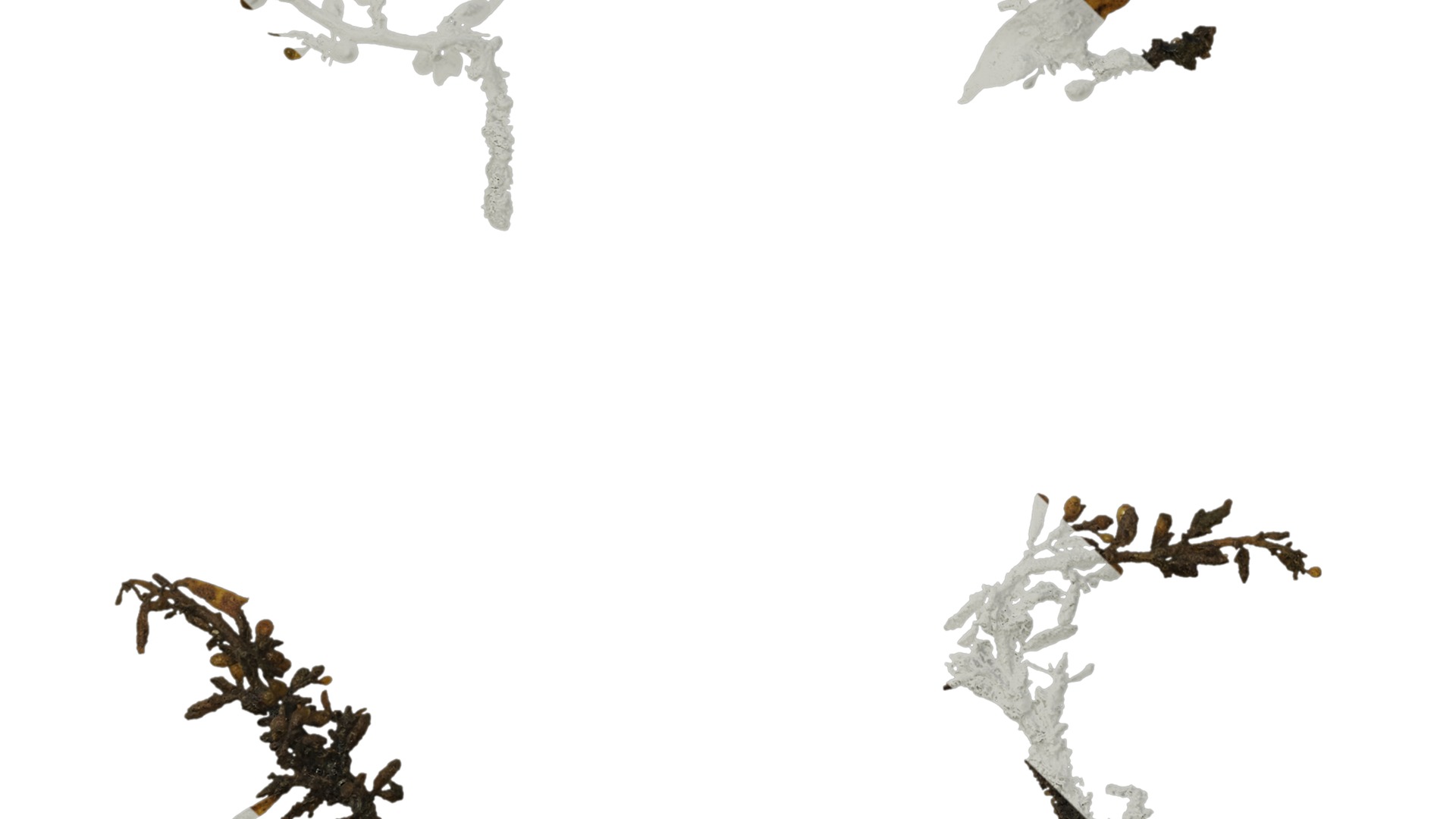 Anydrafts Sargassum pallidum Atlas 04 Texture_5