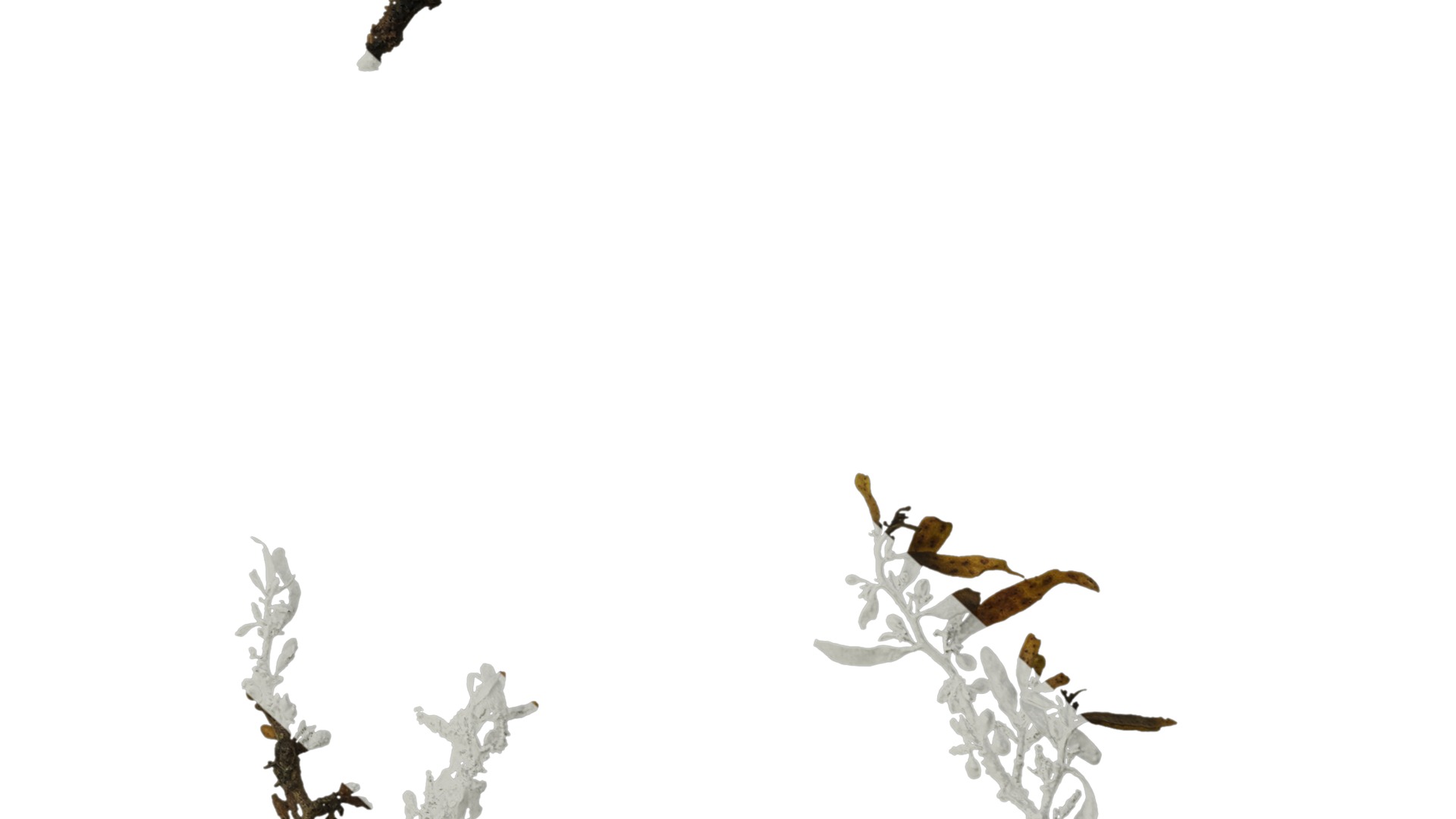 Anydrafts Sargassum pallidum Atlas 04 Texture_6