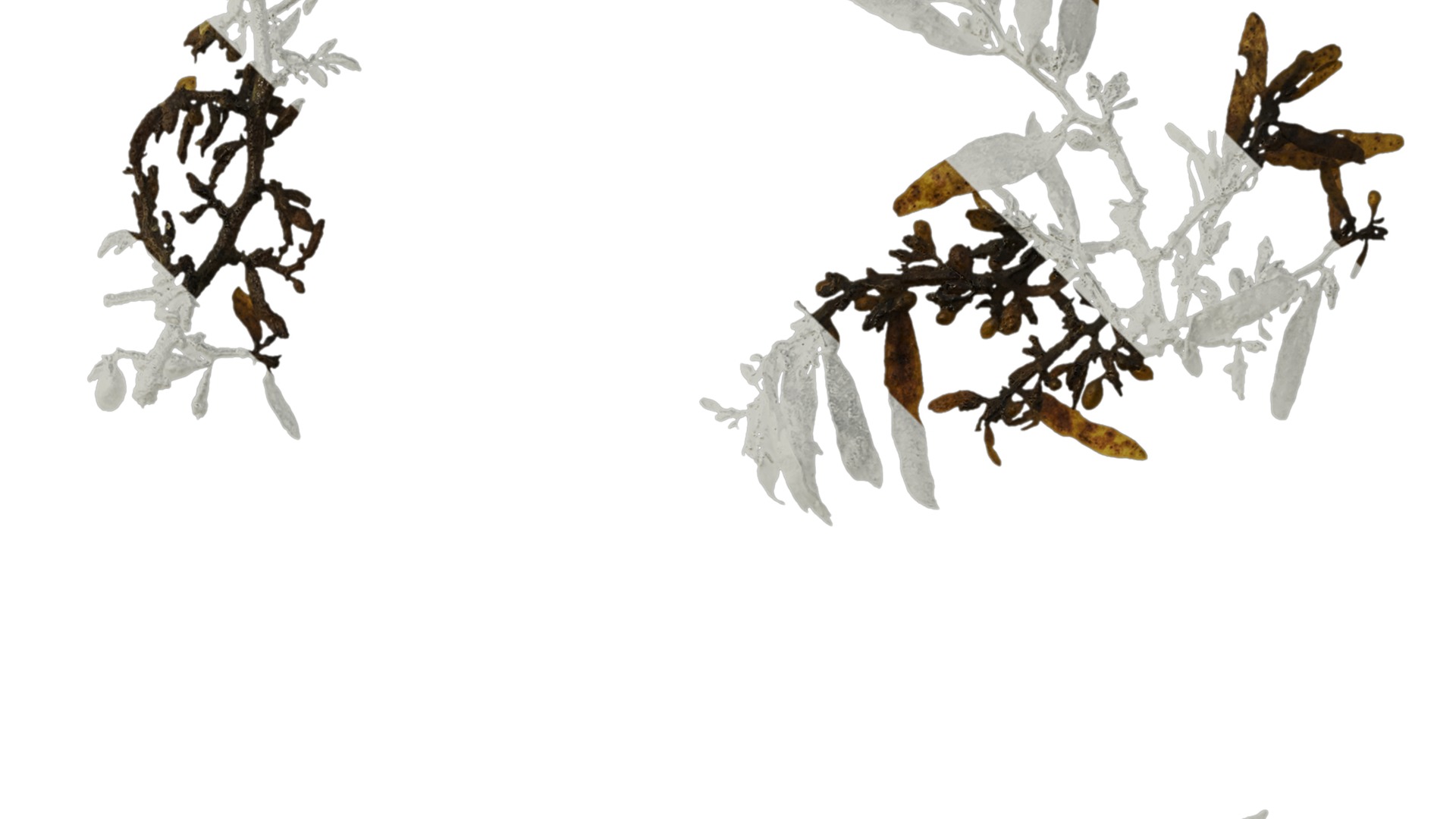 Anydrafts Sargassum pallidum Atlas 04 Texture_2