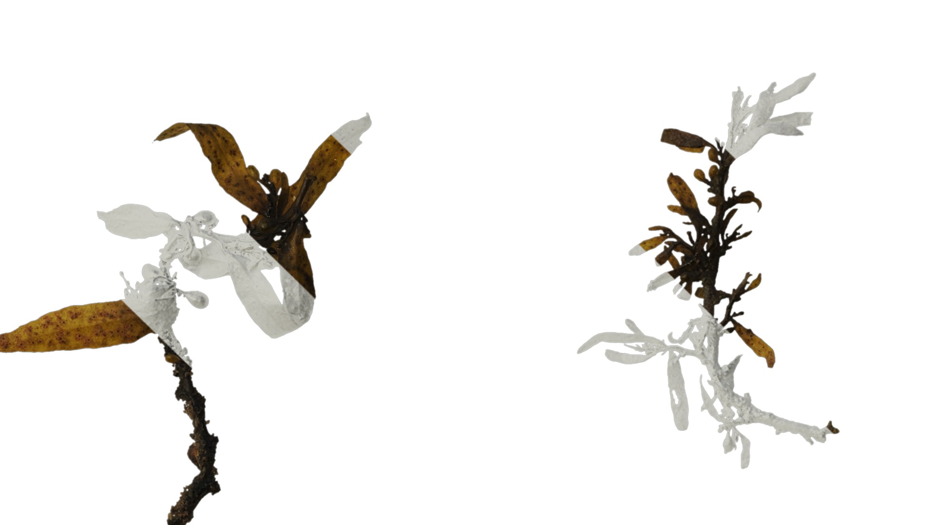 Anydrafts Sargassum pallidum Atlas 04 Texture_4