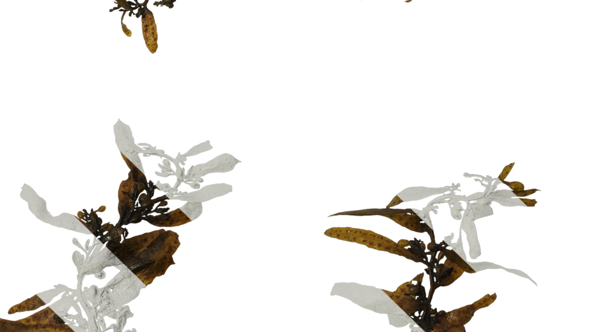 Anydrafts Sargassum pallidum Atlas 04 Texture_3