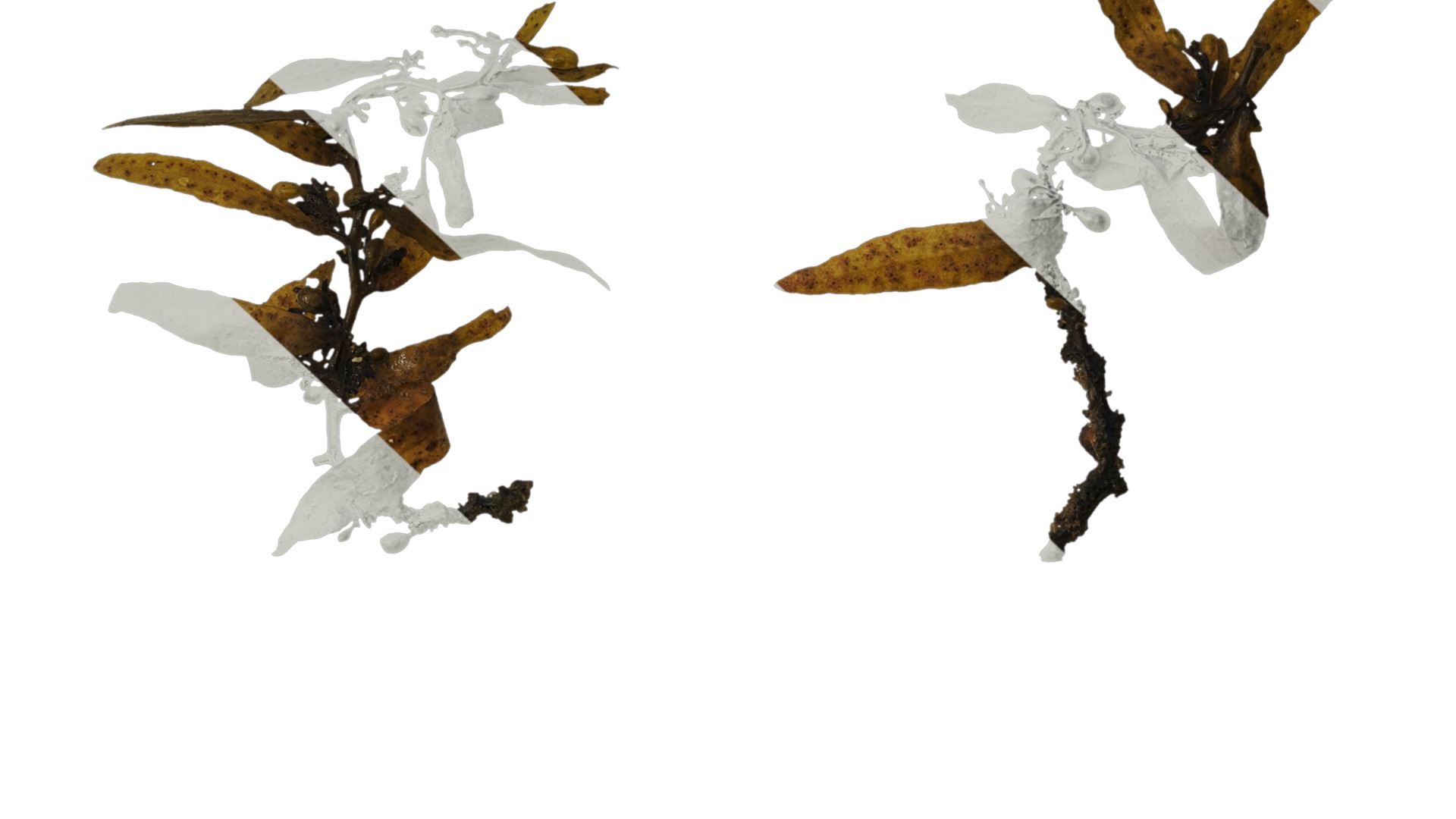 Anydrafts Sargassum pallidum Atlas 04 Texture_7