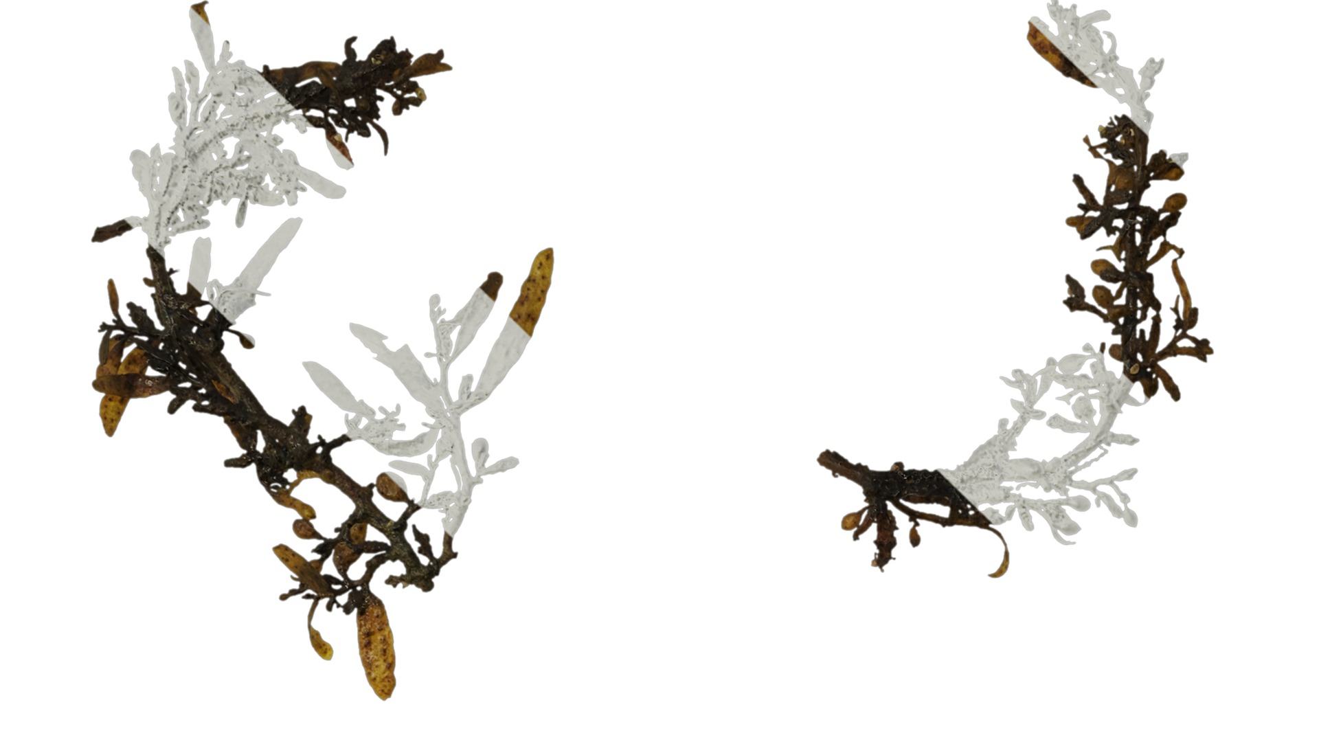 Anydrafts Sargassum pallidum Atlas 04 Texture_1