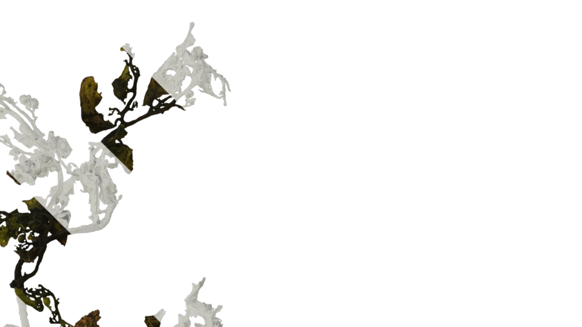 Anydrafts Sargassum pallidum Atlas 05 Texture_2