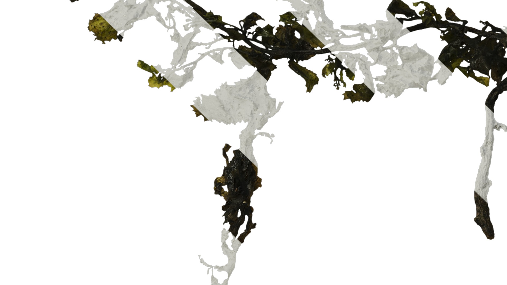 Anydrafts Sargassum pallidum Atlas 05 Texture_5