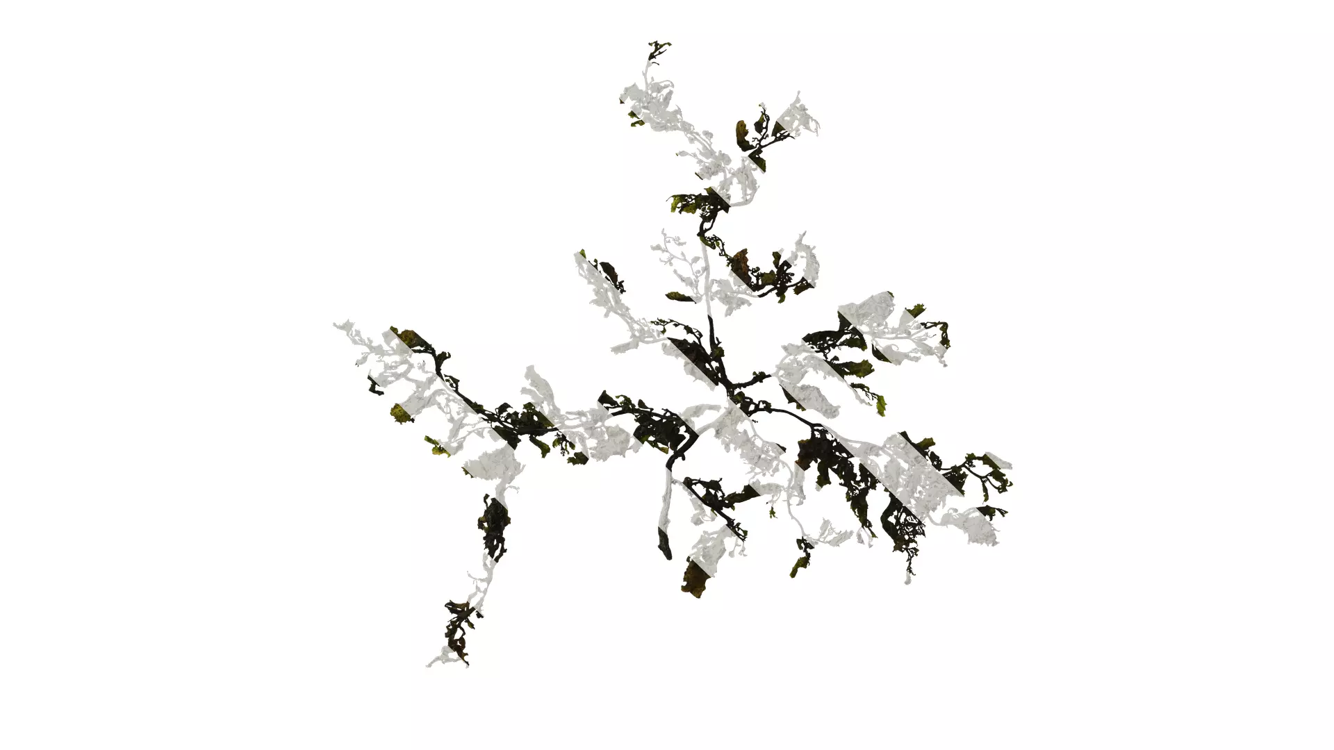 Anydrafts Sargassum pallidum Atlas 05 Texture_0