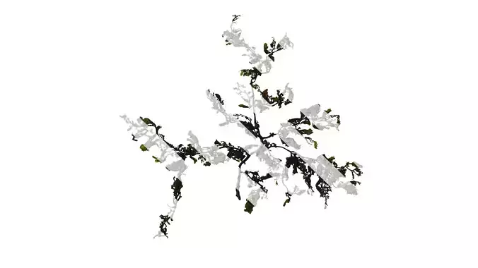 Anydrafts Sargassum pallidum Atlas 05