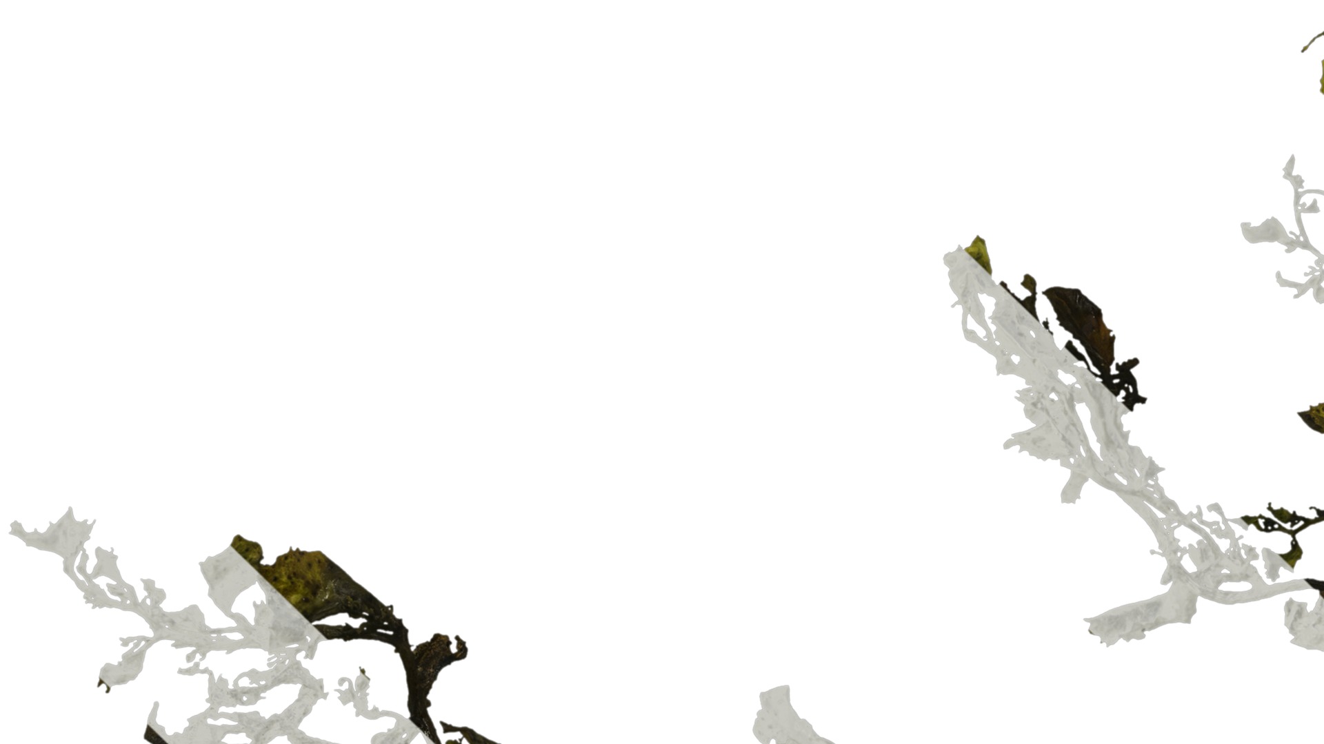 Anydrafts Sargassum pallidum Atlas 05 Texture_3