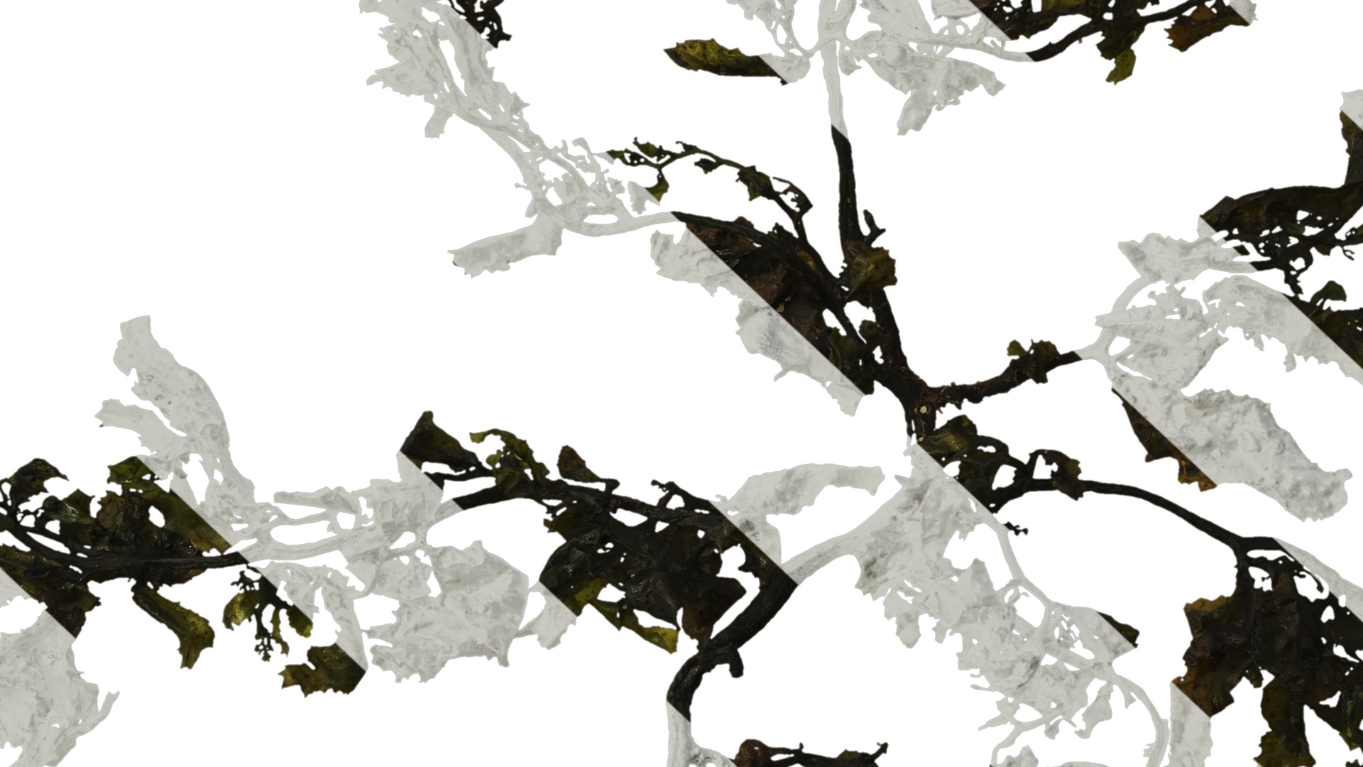 Anydrafts Sargassum pallidum Atlas 05 Texture_7