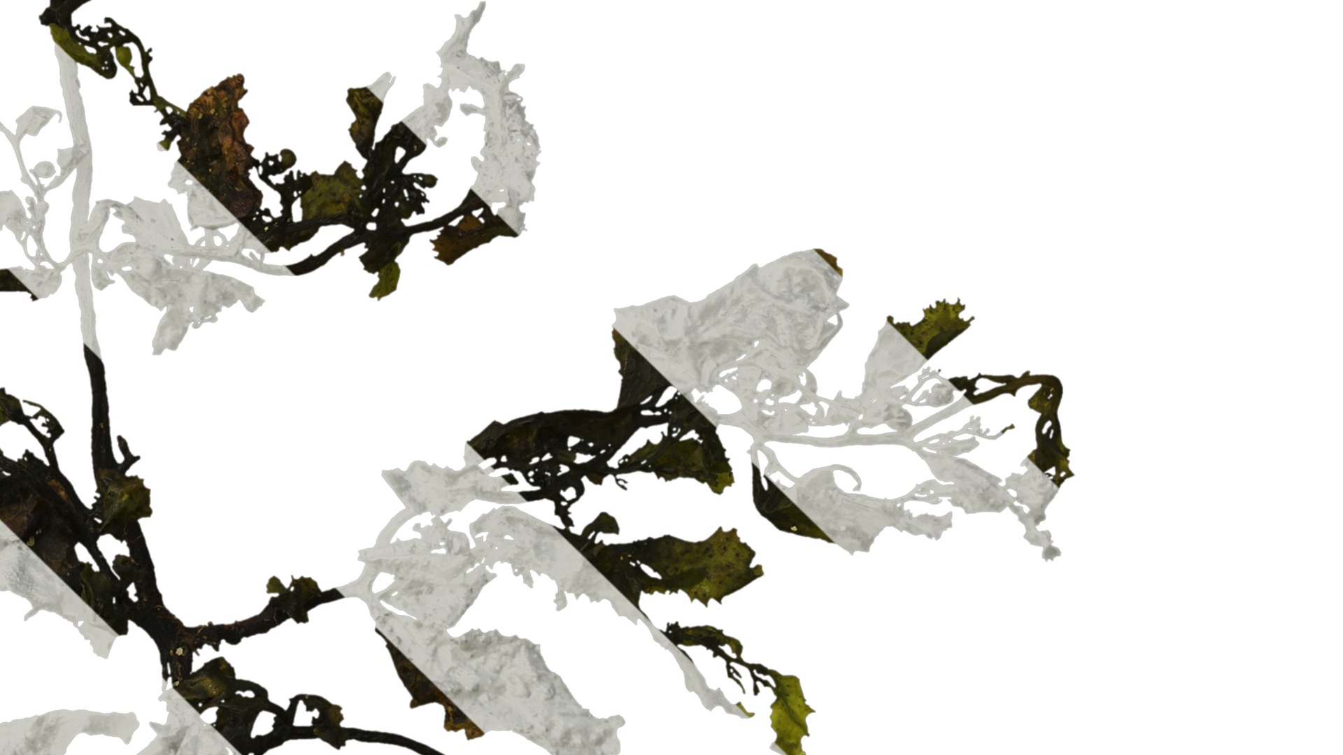 Anydrafts Sargassum pallidum Atlas 05 Texture_4