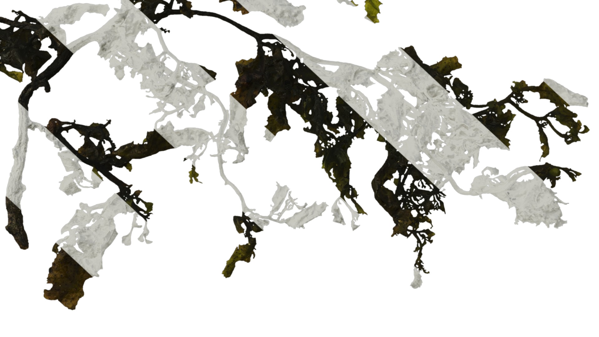 Anydrafts Sargassum pallidum Atlas 05 Texture_6