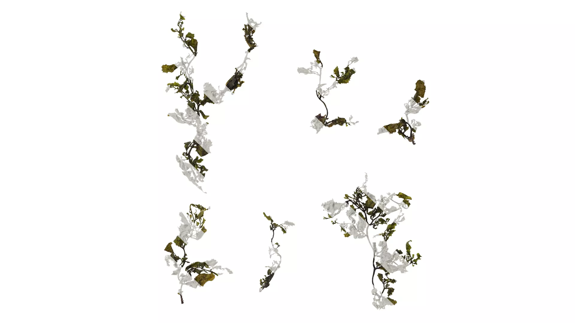 Anydrafts Sargassum pallidum Atlas 06 Texture