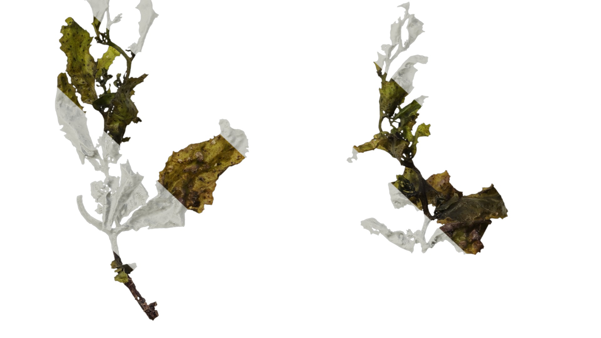 Anydrafts Sargassum pallidum Atlas 07 Texture_7