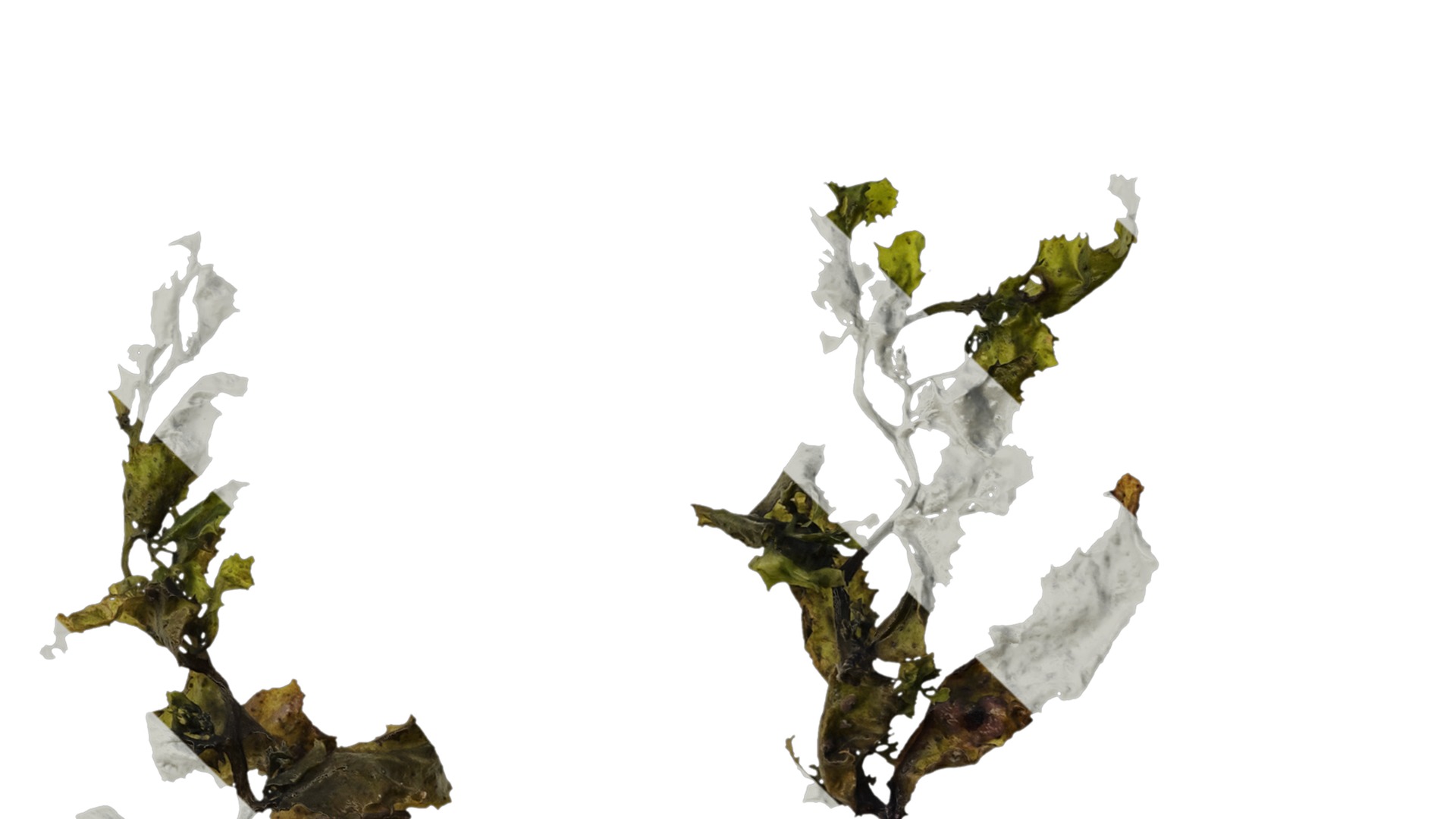 Anydrafts Sargassum pallidum Atlas 07 Texture_4