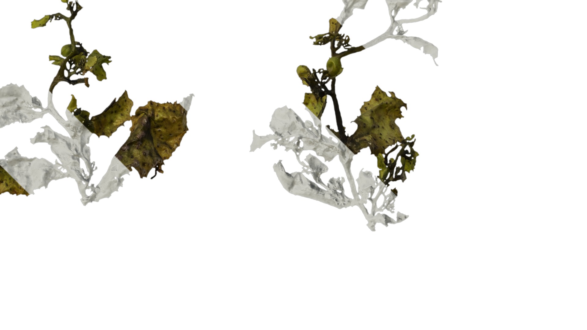 Anydrafts Sargassum pallidum Atlas 07 Texture_2