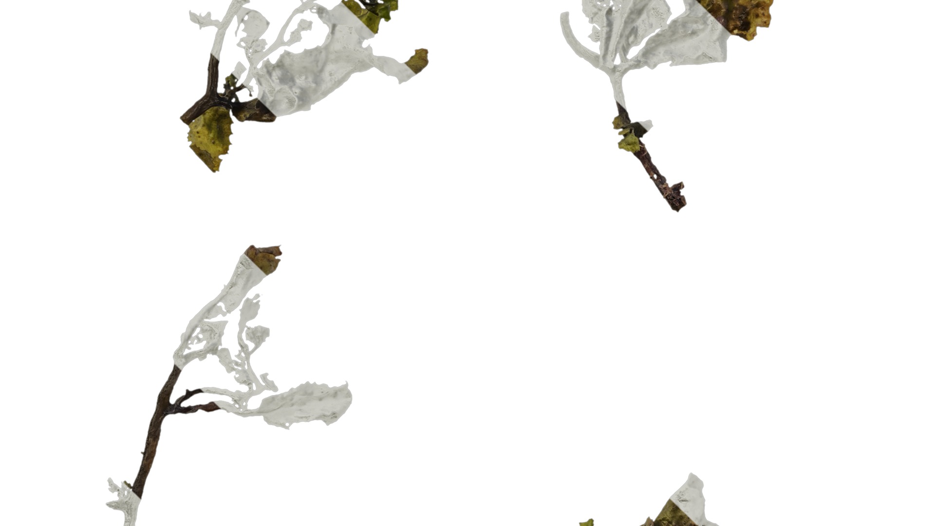 Anydrafts Sargassum pallidum Atlas 07 Texture_5