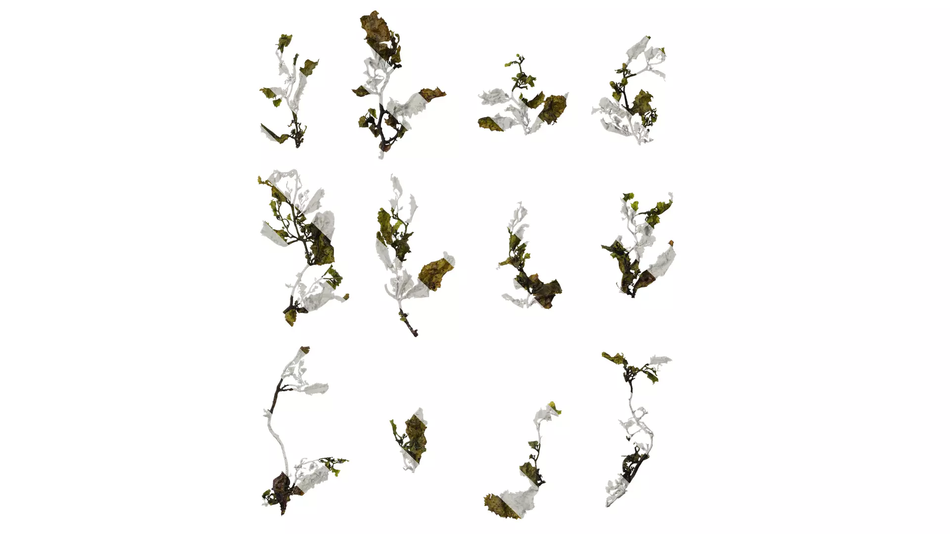 Anydrafts Sargassum pallidum Atlas 07 Texture_0