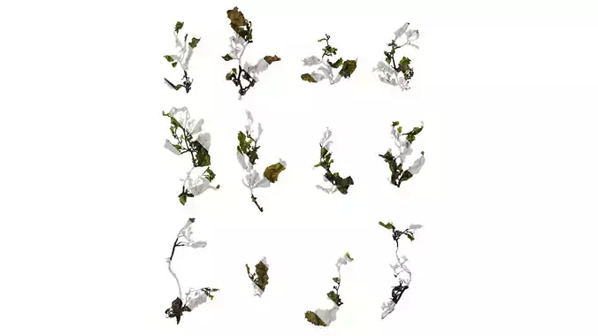 Anydrafts Sargassum pallidum Atlas 07