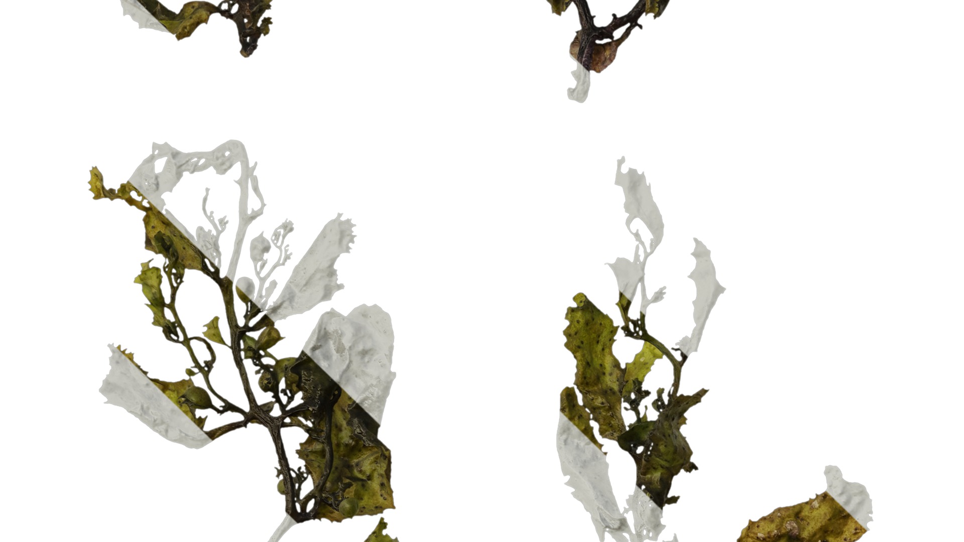 Anydrafts Sargassum pallidum Atlas 07 Texture_3