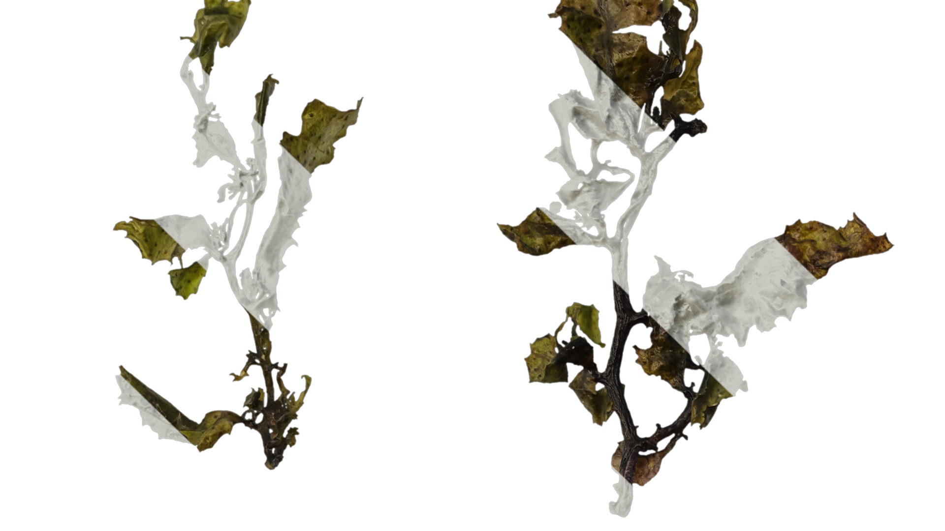 Anydrafts Sargassum pallidum Atlas 07 Texture_1