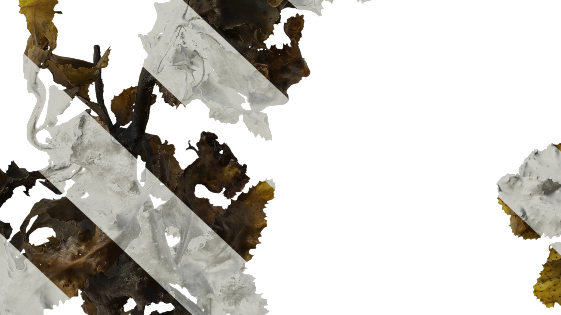 Anydrafts Sargassum pallidum Atlas 08 Texture_7