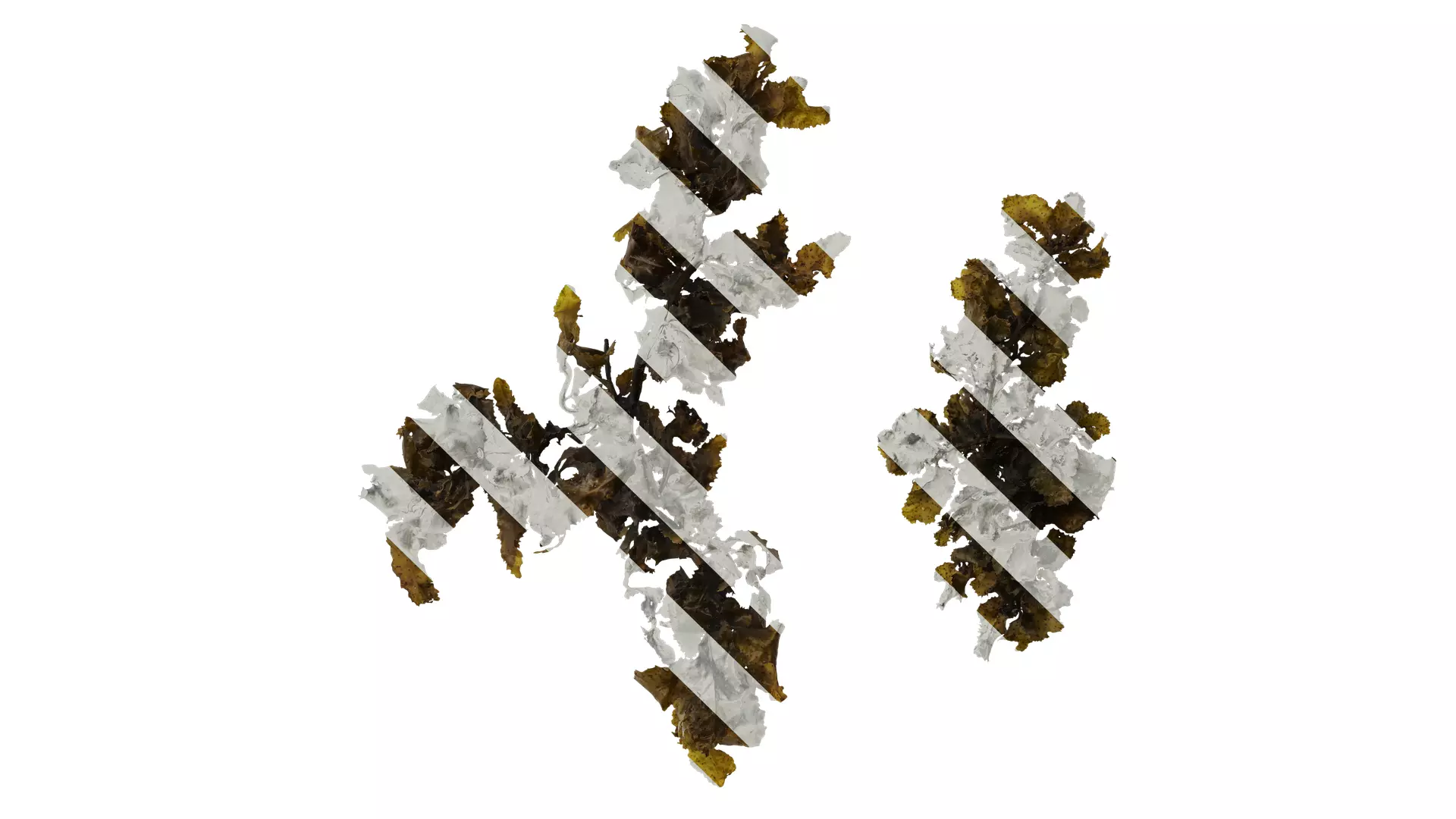 Anydrafts Sargassum pallidum Atlas 08 Texture_0