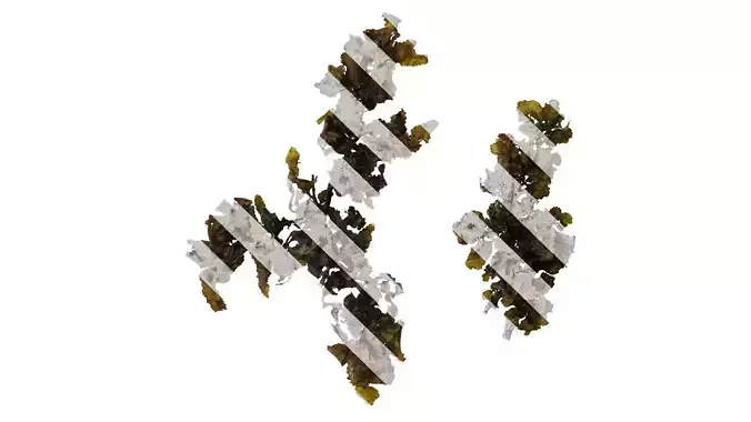 Anydrafts Sargassum pallidum Atlas 08