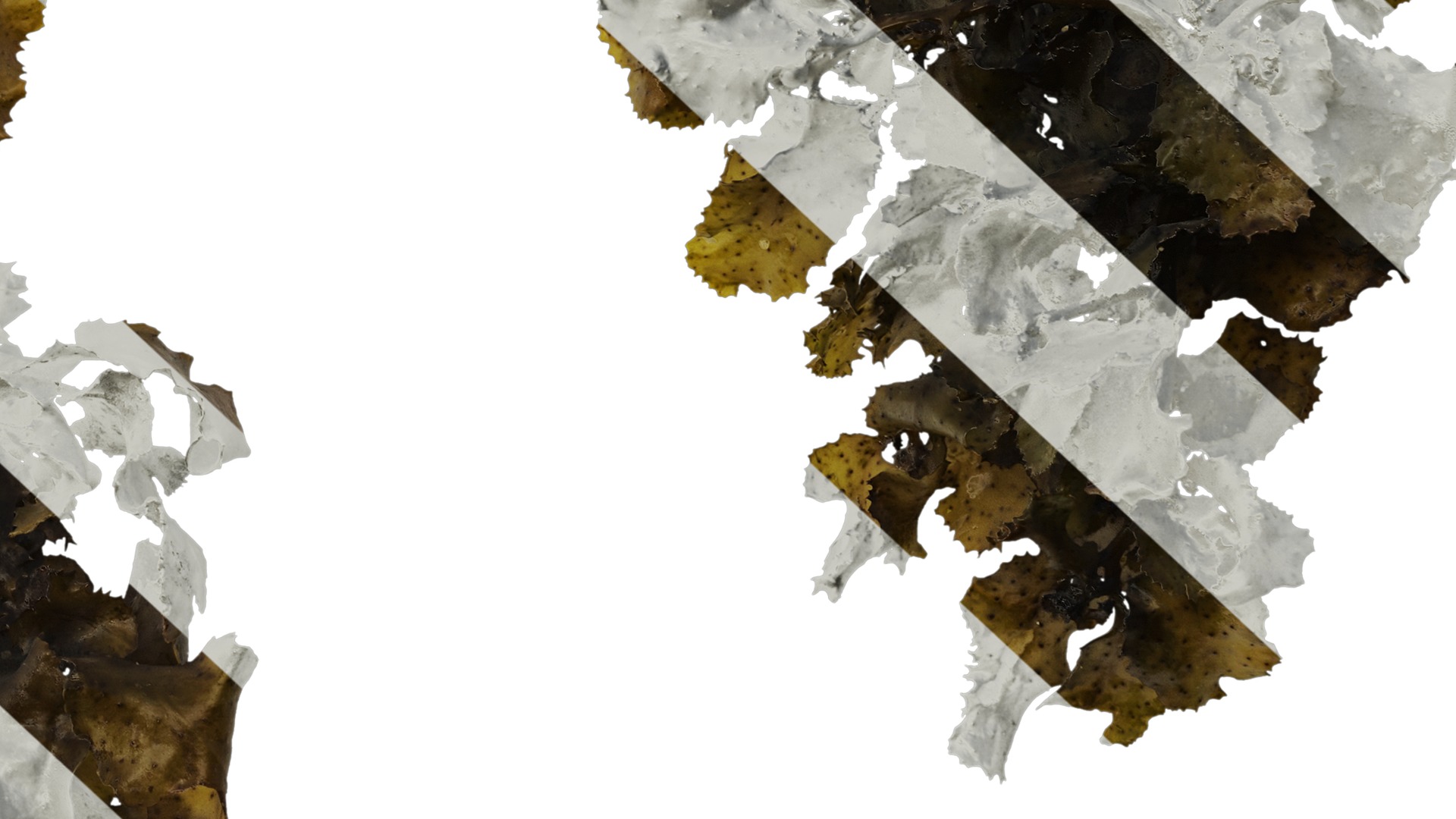 Anydrafts Sargassum pallidum Atlas 08 Texture_6