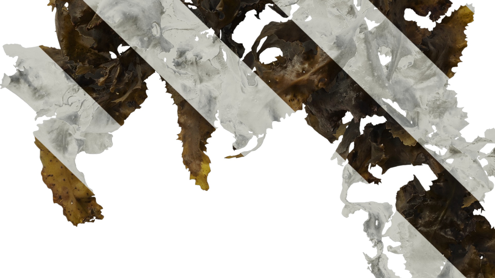 Anydrafts Sargassum pallidum Atlas 08 Texture_5