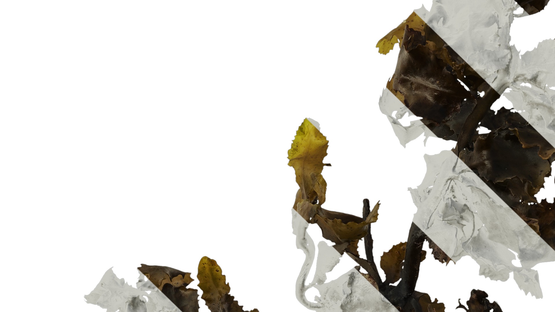 Anydrafts Sargassum pallidum Atlas 08 Texture_3