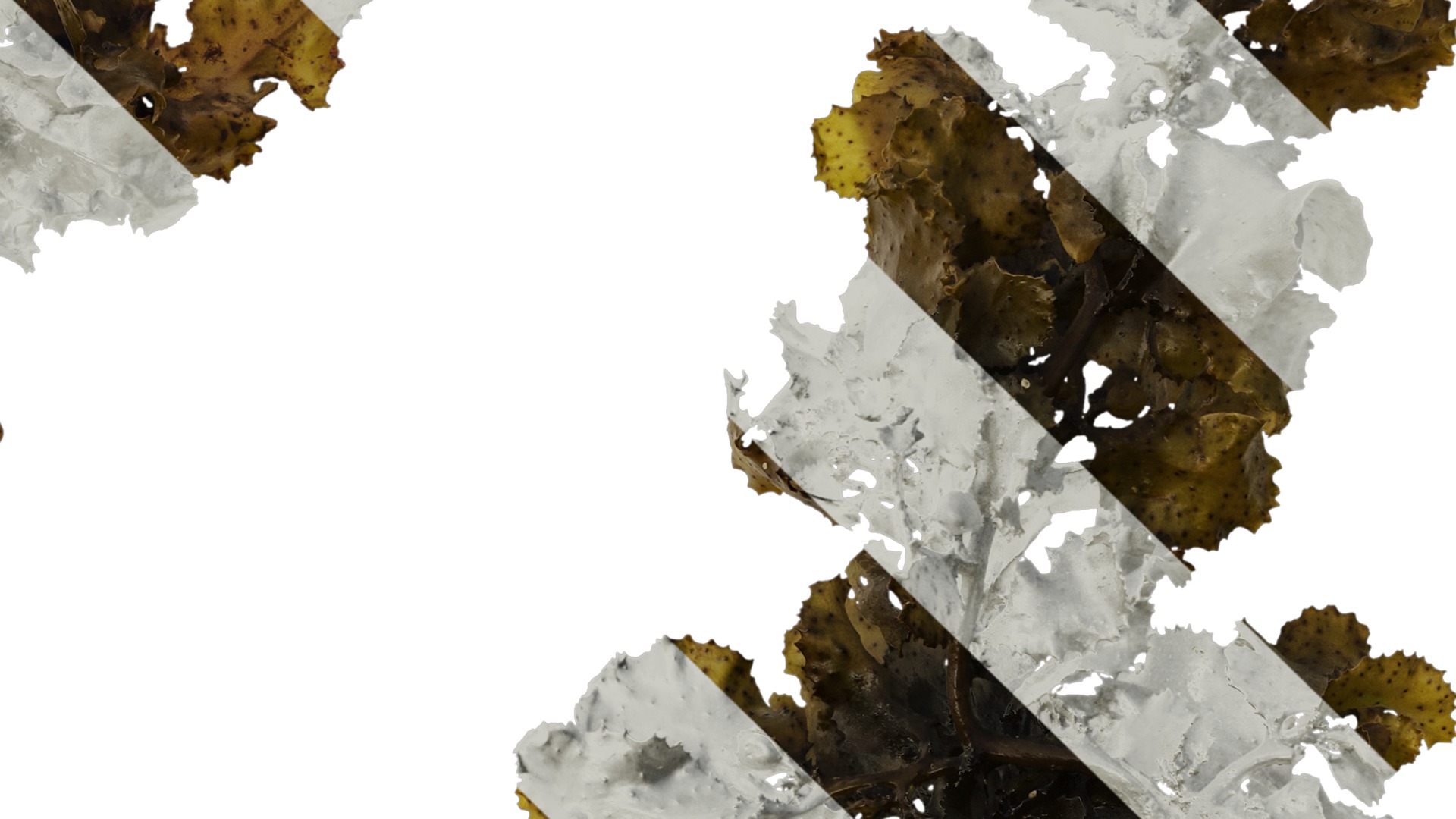 Anydrafts Sargassum pallidum Atlas 08 Texture_4